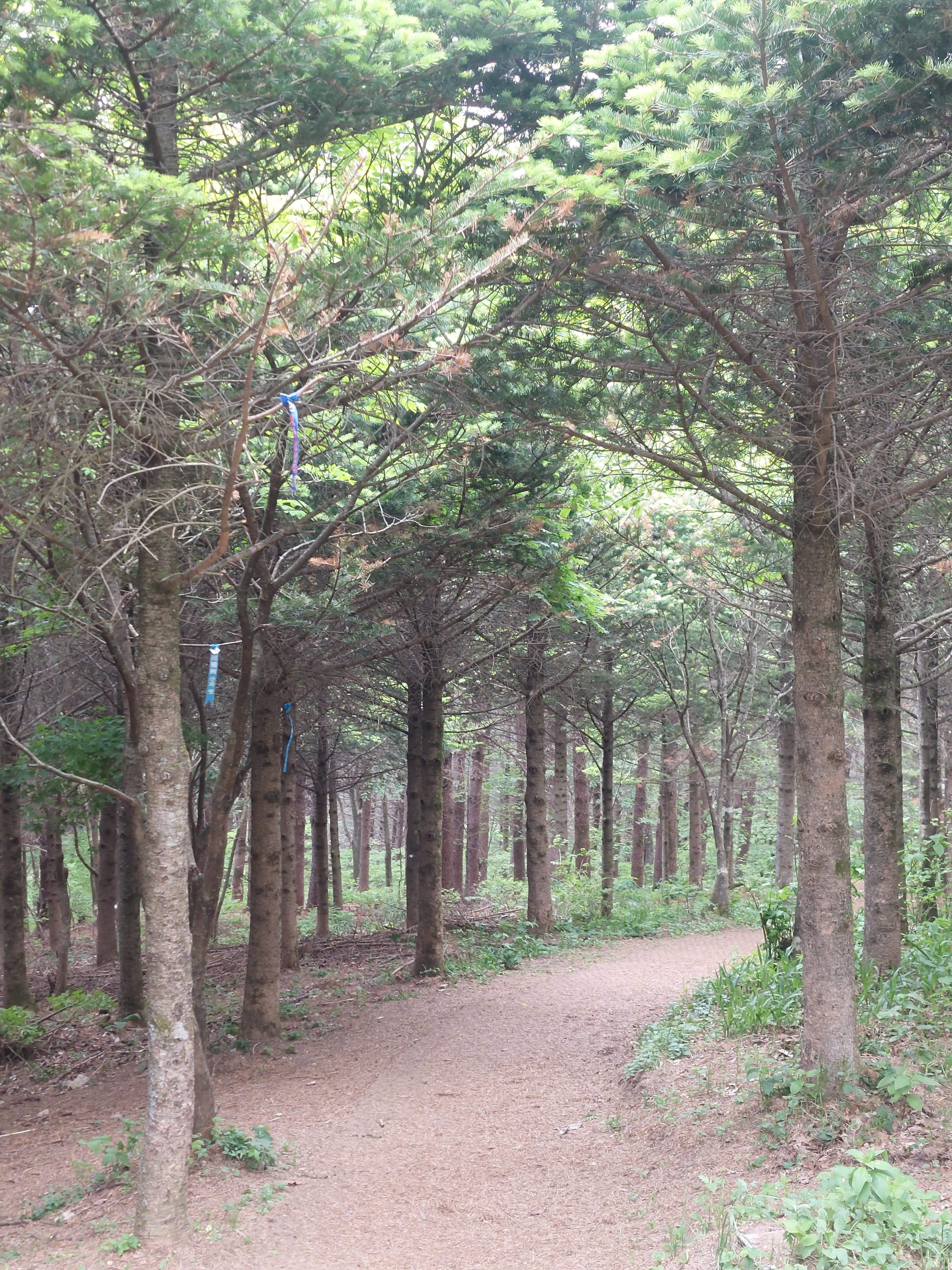 선자령