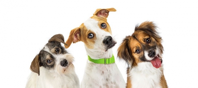 반려견 관련 사진