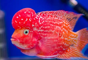 물고기 꿈해몽 풀이