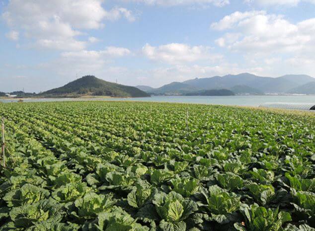 해남 배추밭