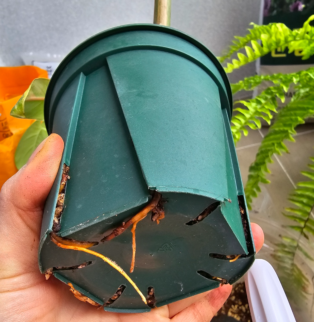 화분밑으로 뿌리가 많이나온 도메스티컴바리에가타