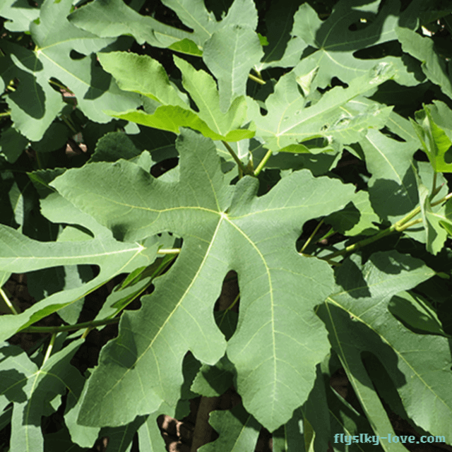 당뇨에 효과적인 무화과 잎