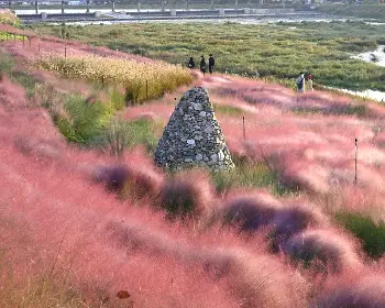 장성 황룡강 가을꽃축제_7