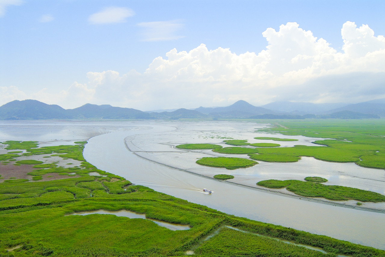 순천만습지 여름 갈대밭