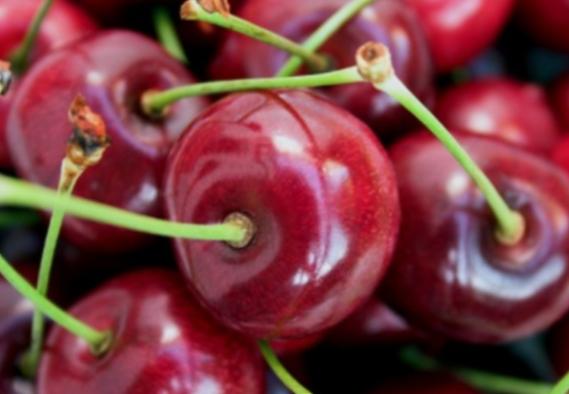 타트체리 부작용 효능