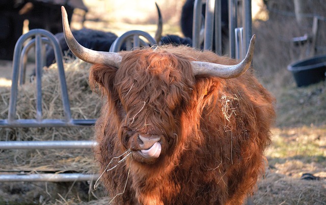 럼프스킨병이란?