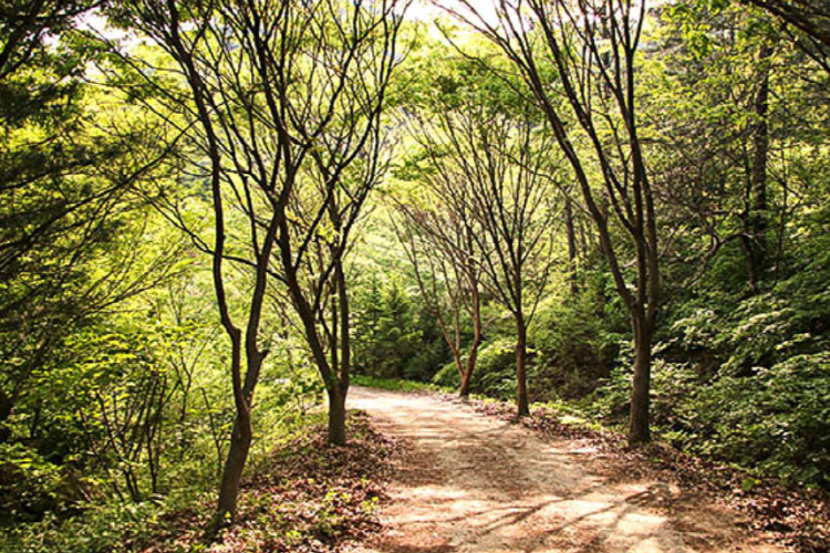 양평 서후리숲