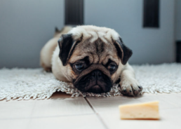 개가 치즈를 먹어도 괜찮은가?