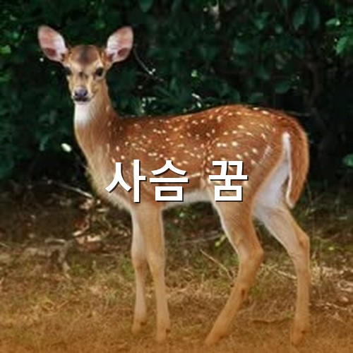 귀여운-어린-사슴이-사방을-경계하며-쳐다보는-모습