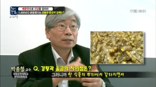 강황과 울금의 차이점