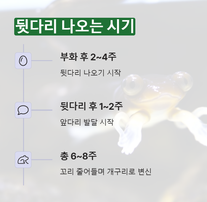 뒷다리가 나오는 시기