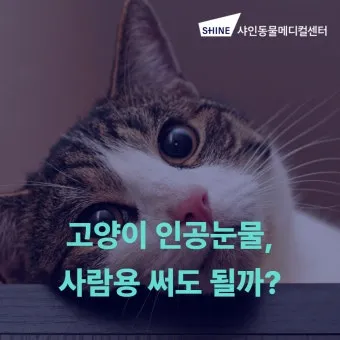 고양이가 눈물 흘리는 이유 눈물관리 가이드_22