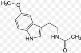 아침 햇살이 노화를 늦춘다? 멜라토닌 리듬 회복이 젊음을 유지하는 핵심인 이유