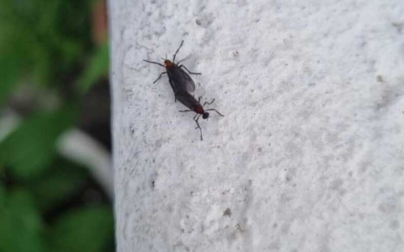 러브버그-퇴치-방법