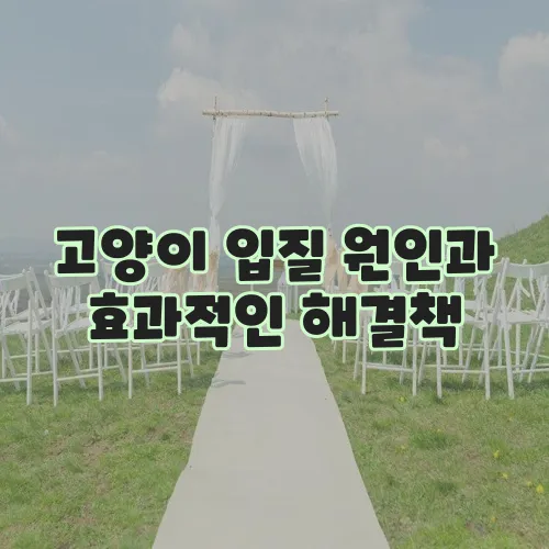 고양이 입질 원인과 효과적인 해결책, 반드시 알아야겠죠?