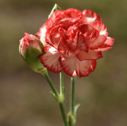 스승의 날 선물