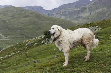 산에 서 있는 그레이트 피레니스.
