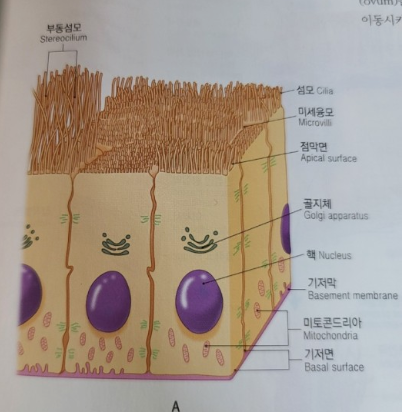 점막 그림