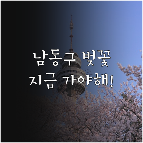남동구 벚꽃 개화일과 만개 절정 시기..