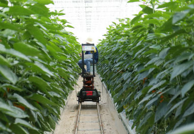 옥상 텃밭에서 수직 농장까지: 친환경 스마트 팜의 성장 비밀