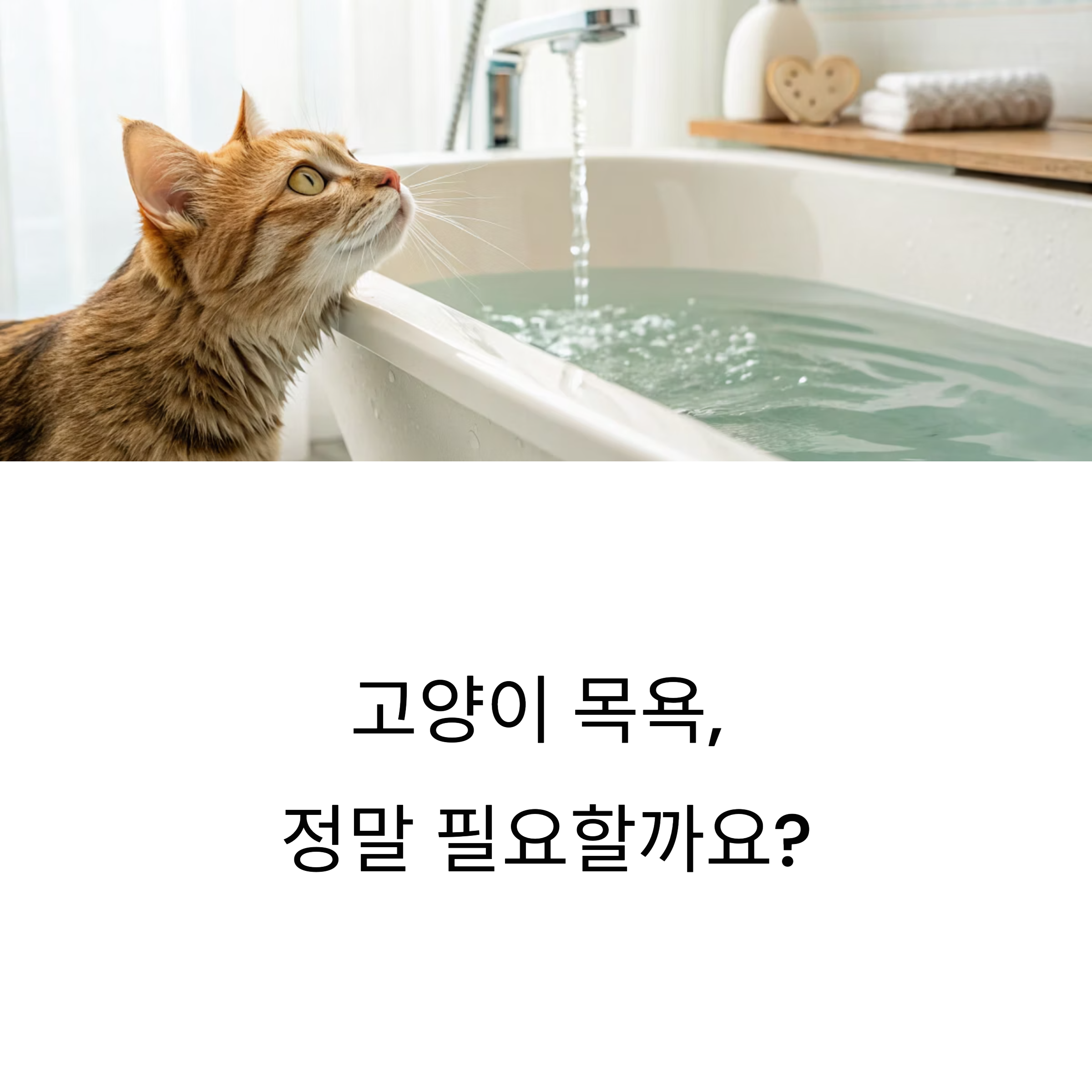 고양이 목욕, 정말 필요할까요?