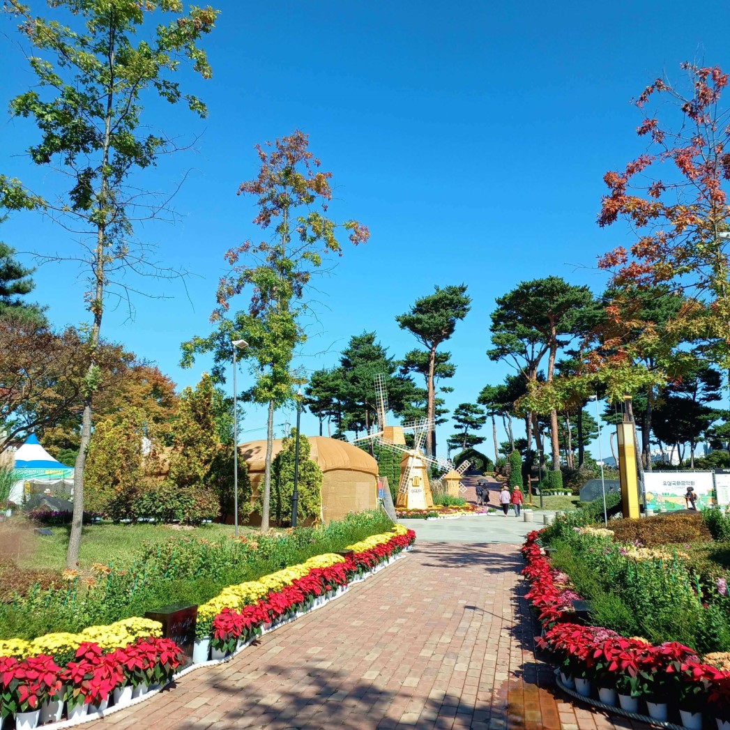 노란국화화분과 빨간 포인세티아가 늘어선 모습 