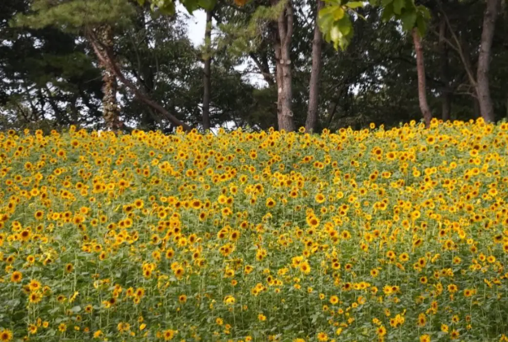 화순 고인돌 가을꽃 축제 일정 프로그램 입장료 주변 맛집 숙소 교통