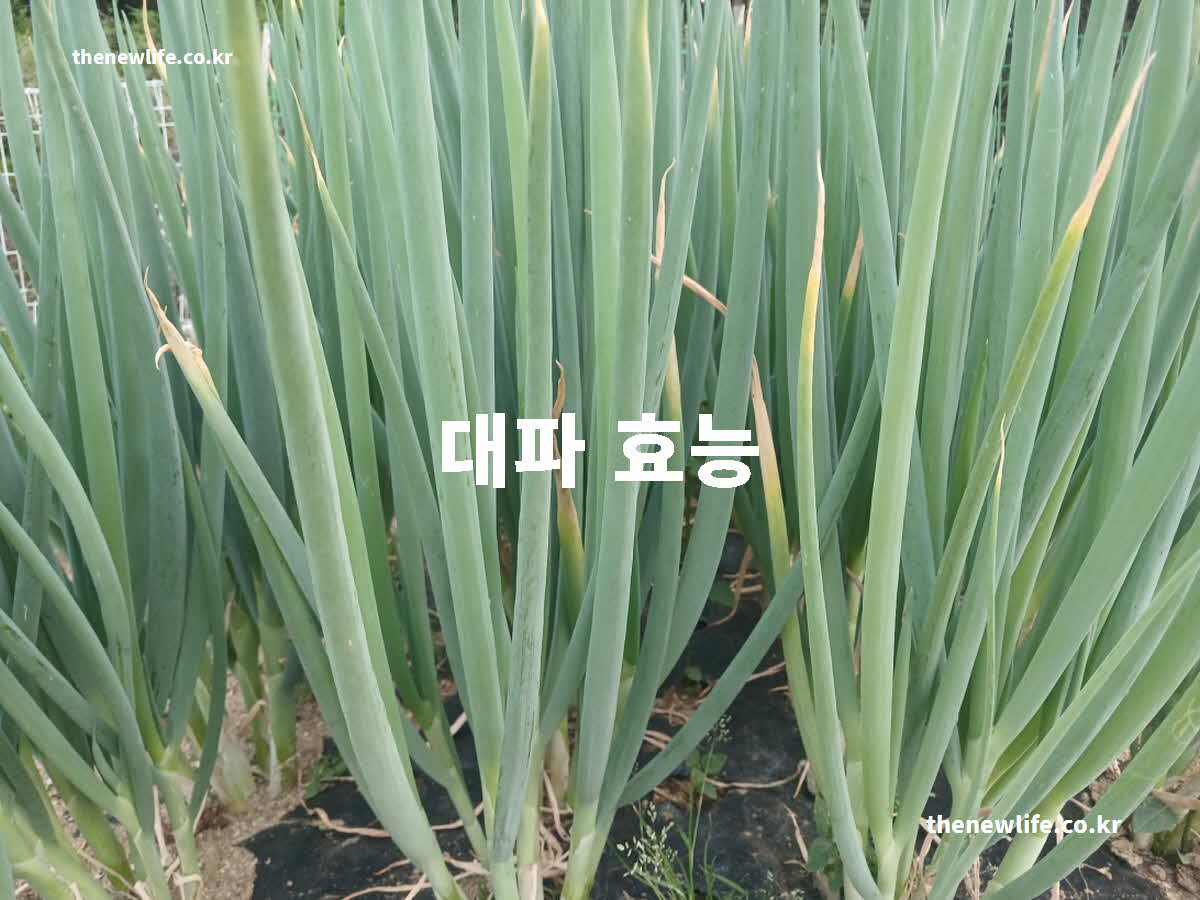 대파 효능 대표 실사진