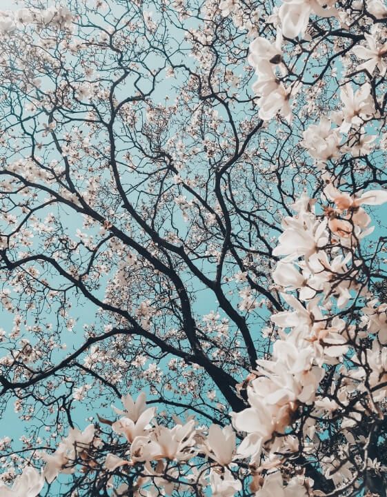 베어트리파크 봄꽃1