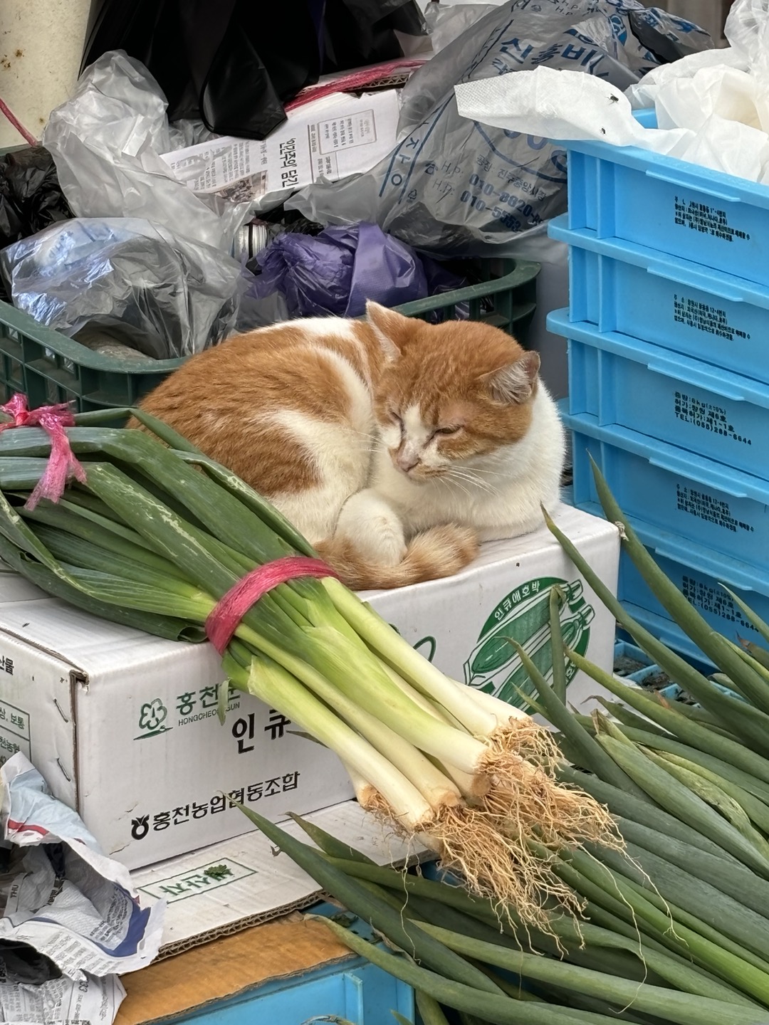 통영여행 관련 사진