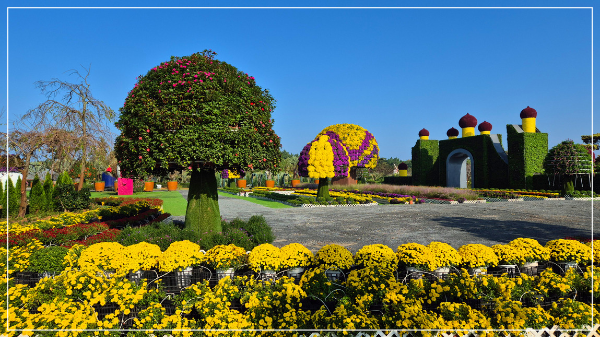 2025 태안 가을꽃 박람회 이미지 / 출처: 코리아플라워파크