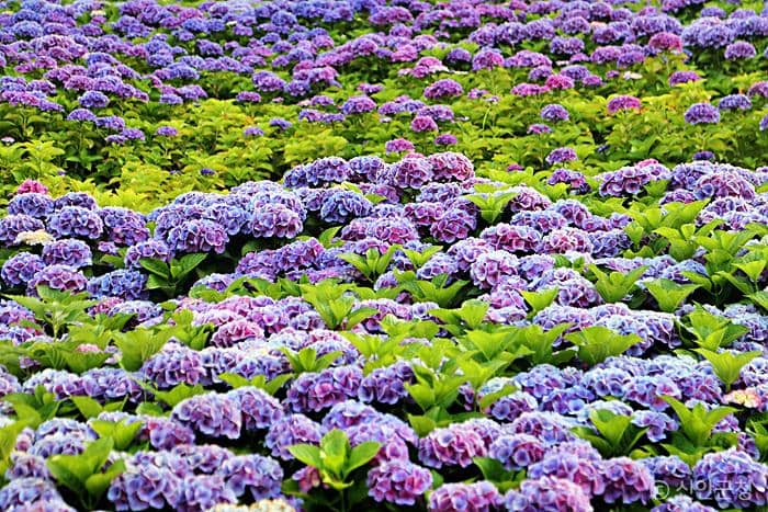 신안 섬 수국 꽃 축제