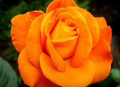 서울장미축제 일정 하는곳 맛집 주차장 