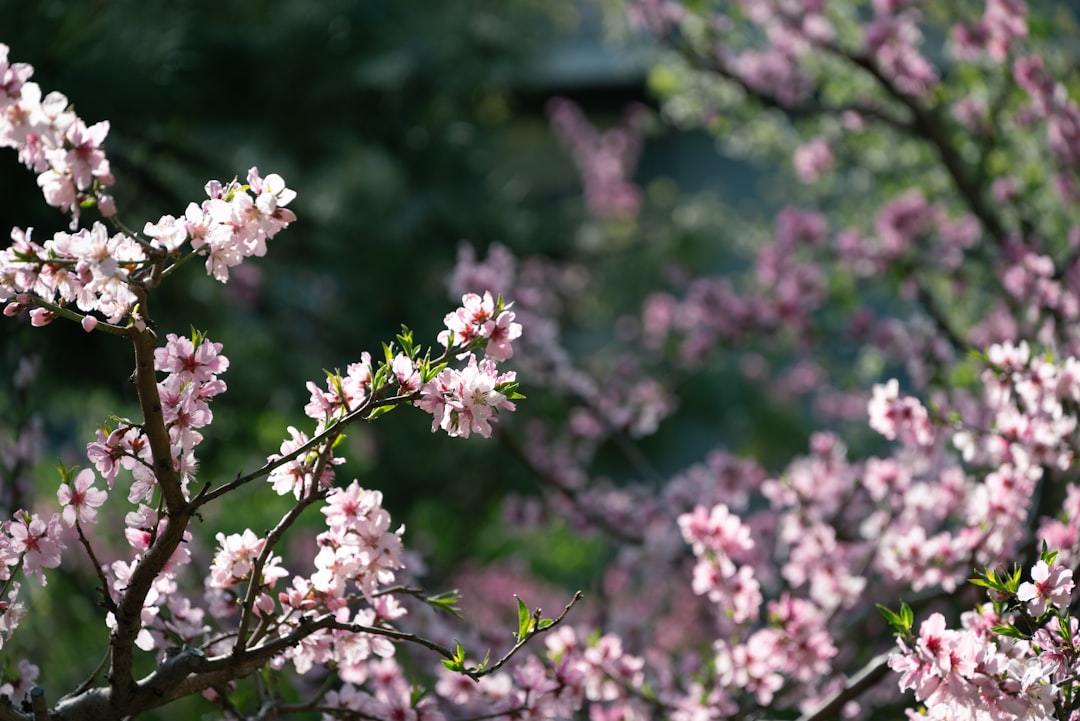 Bloom.