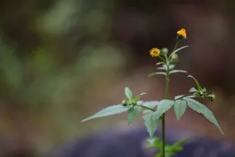 도깨비바늘 귀침초 자연이 준 해독의 명약 건강 효과_9