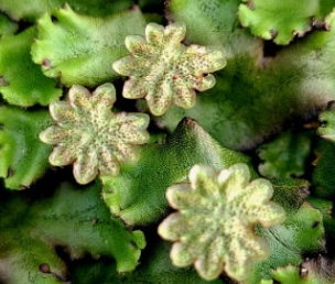 우산이끼의 모든 것: 생김새부터 생태적 역할까지