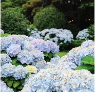 카멜리아 힐 수국