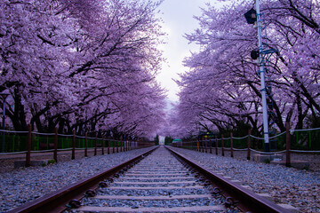 25년 4월 봄꽃여행지추천!!벚꽃 &amp; 유채꽃 절정! 봄꽃 여행지 BEST 6