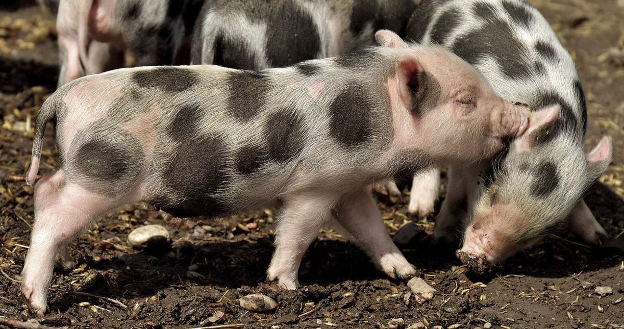 2026년 돼지띠 운세 총정리