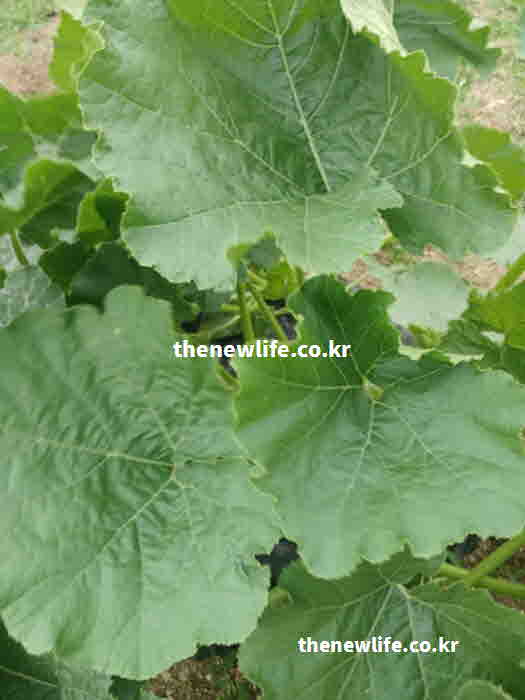호박잎 효능 부작용 판매용 잔류 농약