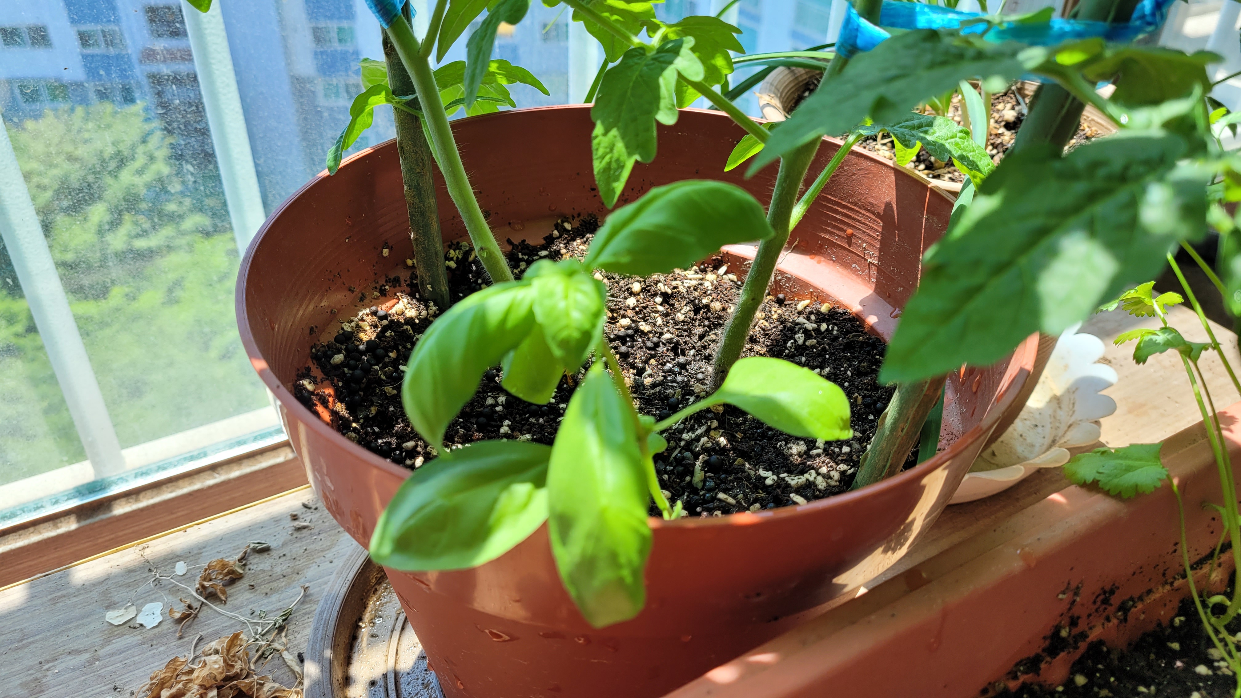 토마토 옆 바질