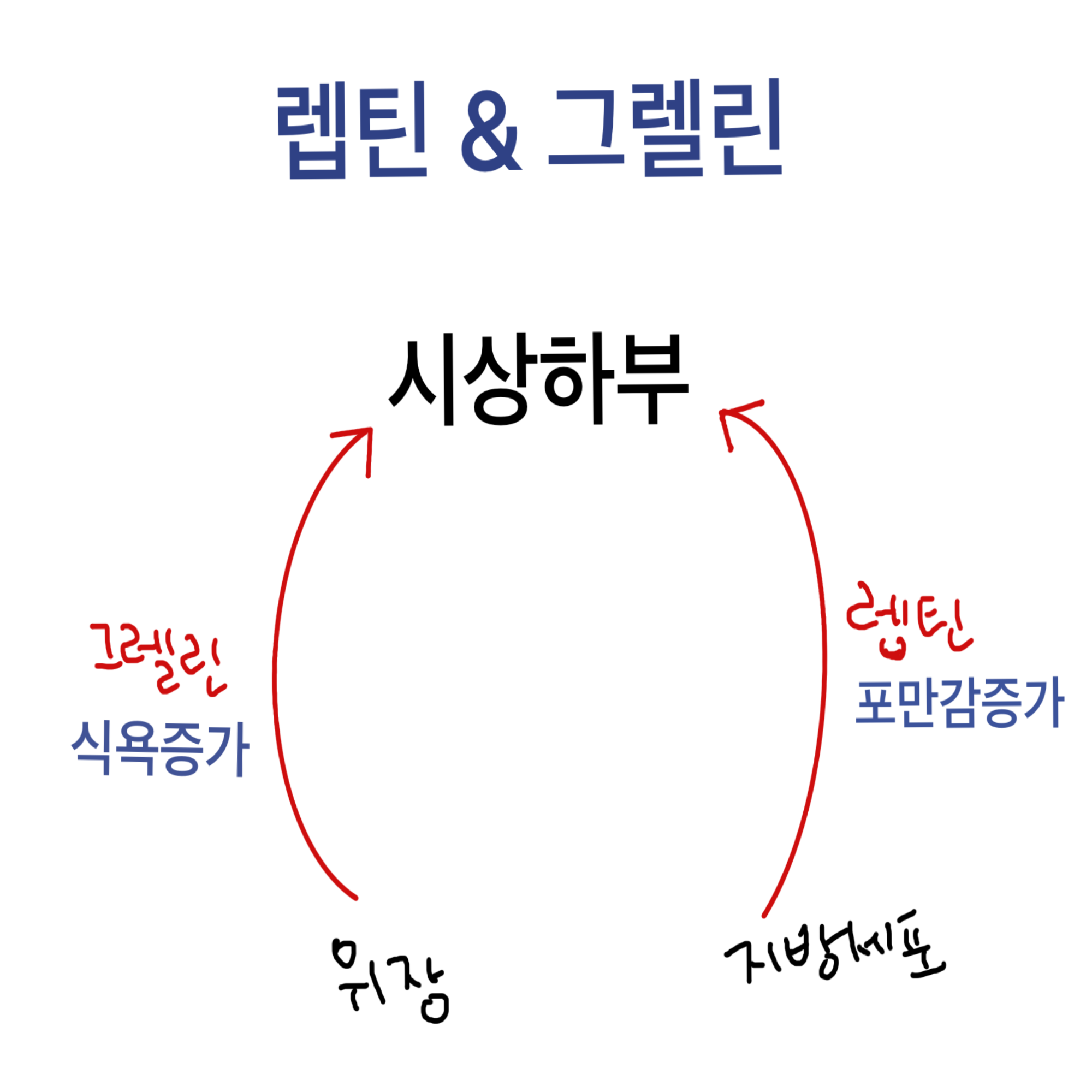 렙틴과 그렐린의 작용 메커니즘