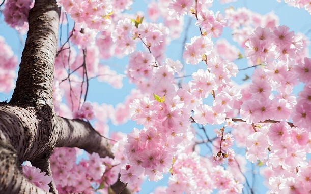 벚꽃 개화시기 2025 벚꽃축제 벚꽃명소 벚꽃산악회