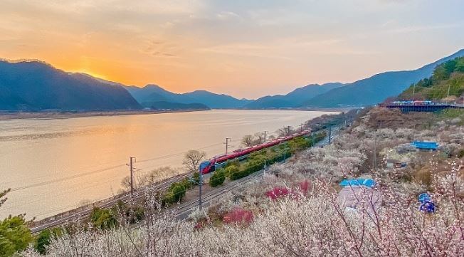 2023 양산 매화 축제