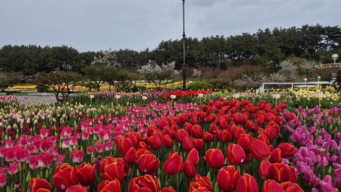 태안 튤립축제