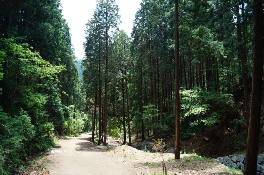 축령산 편백숲