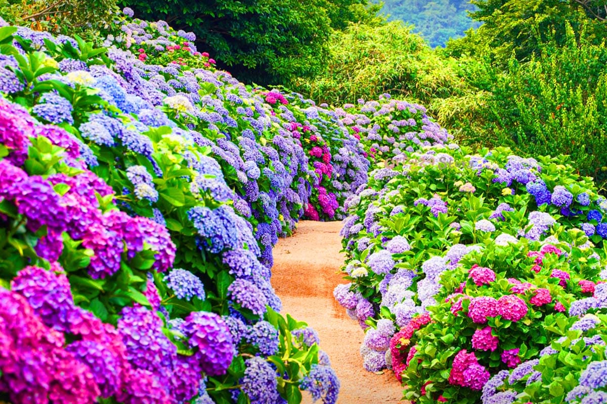 경기도권 수국 명소 5곳