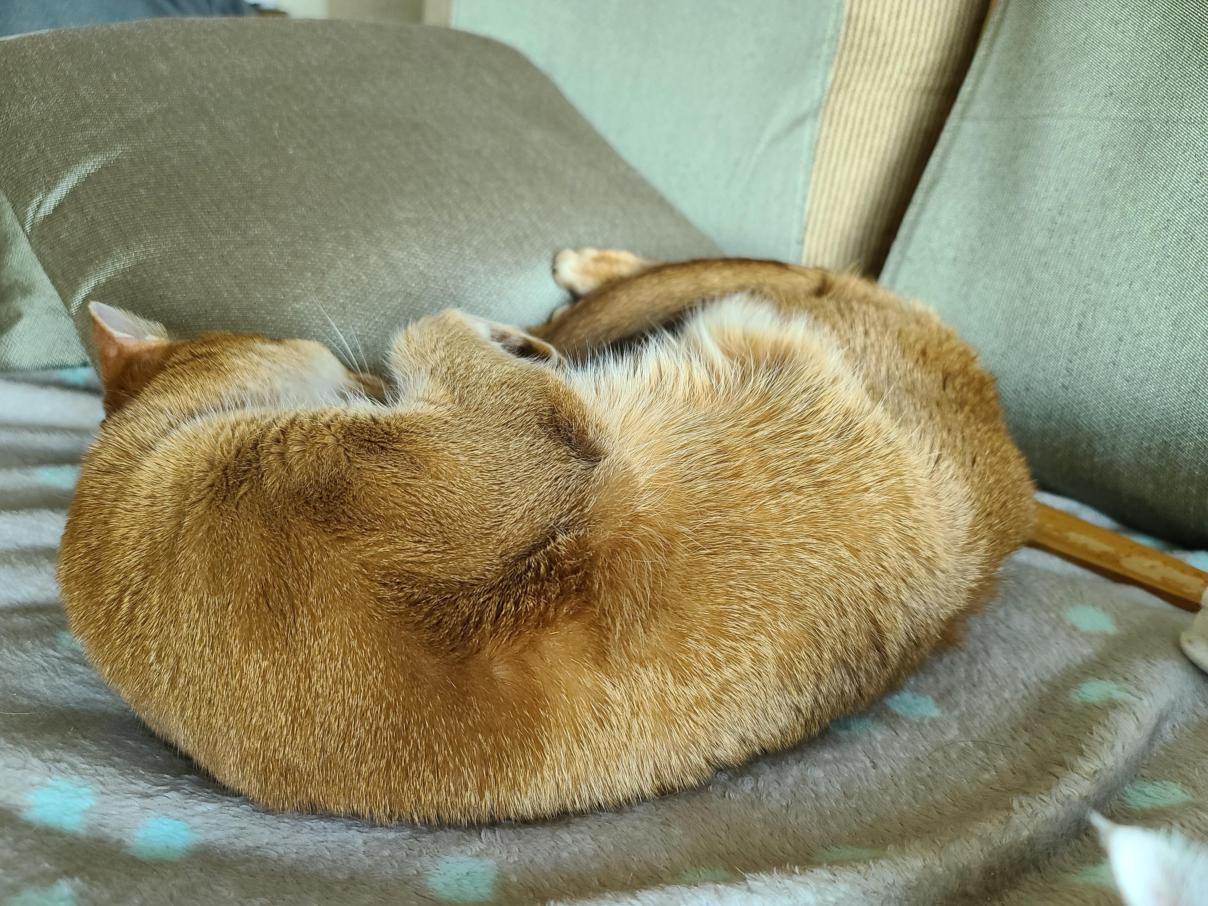 아비시니안 고양이의 골골송과 허공꾹꾹이.