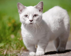 고양이