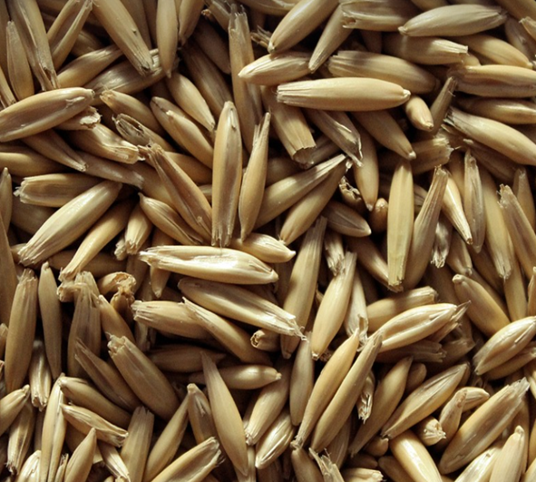 혈압-낮추는-음식-귀리